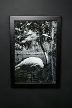 Load image into Gallery viewer, Lover Bird
