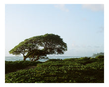 Load image into Gallery viewer, Heliotrope Garden Kauai Print

