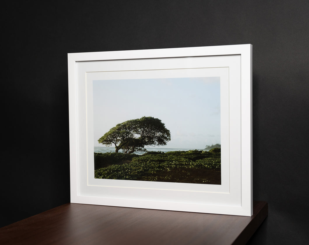 Heliotrope Garden Kauai Print
